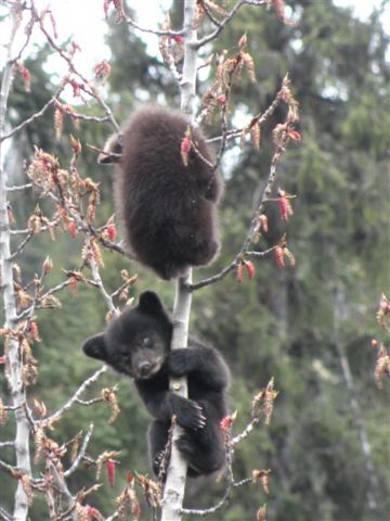 דובים גורים מטפסים על עץ